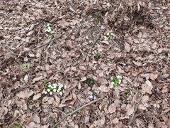 Primula vulgaris rubra