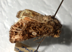 Anarta odontites