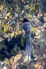 Urocissa flavirostris