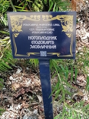 Podocarpus nubigenus