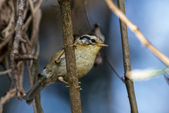 Schoeniparus castaneceps