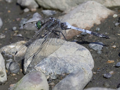 Orthetrum albistylum