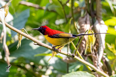 Aethopyga gouldiae