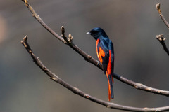 Pericrocotus brevirostris