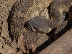 Crotalus oreganus