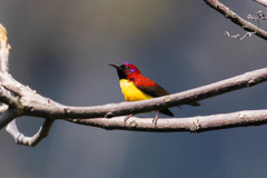 Aethopyga gouldiae