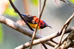 Aethopyga gouldiae
