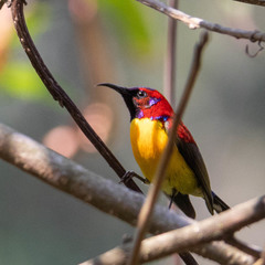 Aethopyga gouldiae
