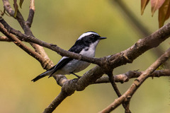 Ficedula westermanni