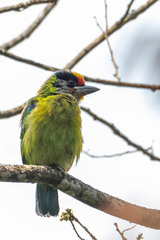 Psilopogon franklinii