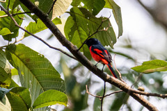 Pericrocotus brevirostris