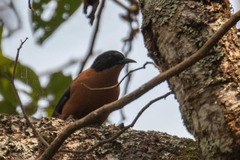 Heterophasia capistrata