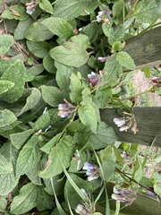 Symphytum × hidcotense