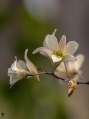 Dendrobium ovatum