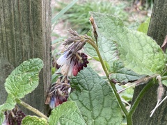 Symphytum × hidcotense