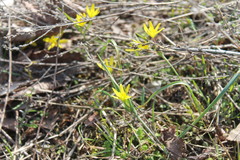 Gagea pusilla