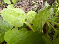 Veronica crista-galli