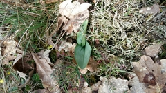 Platanthera chlorantha