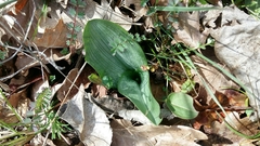 Platanthera chlorantha