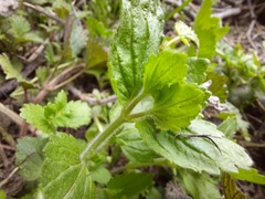 Veronica crista-galli