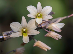 Dendrobium ovatum