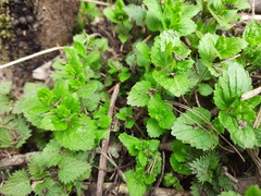 Veronica crista-galli