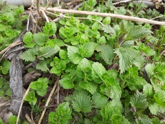 Veronica crista-galli