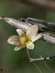 Dendrobium ovatum