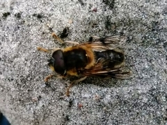 Eristalis pertinax