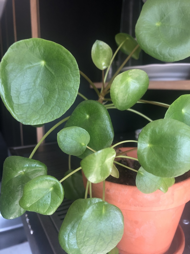 Chinese Money Plant (Pilea)