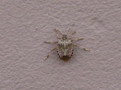 Halyomorpha halys