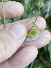 Pterostylis obtusa