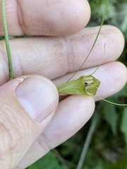 Pterostylis obtusa