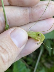 Pterostylis obtusa