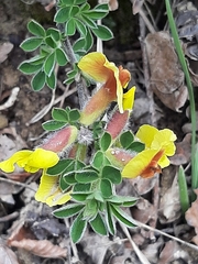 Chamaecytisus hirsutus