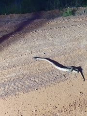 Aspidites melanocephalus