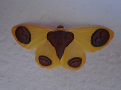 Plutodes