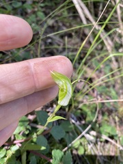 Pterostylis obtusa