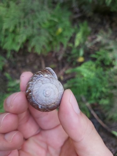 Sauroconcha gulosa (A.Gould, 1846)