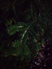 Abies numidica