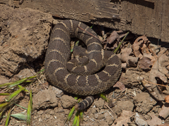 Crotalus oreganus