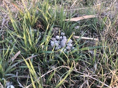 Nyctereutes procyonoides