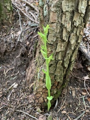 Platanthera brevifolia