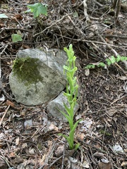 Platanthera brevifolia