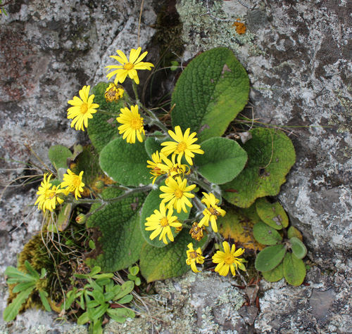Photo of Brachyglottis lagopus (Raoul) B.Nord. (Brachyglottis lagopus (Raoul) B.Nord.)
