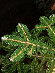 Abies numidica