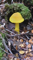Cortinarius canarius