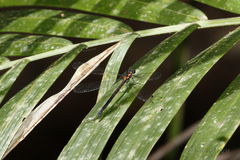 Austroargiolestes chrysoides