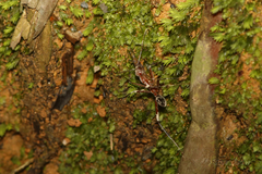 Leptomyrmex tibialis