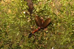 Leptomyrmex tibialis